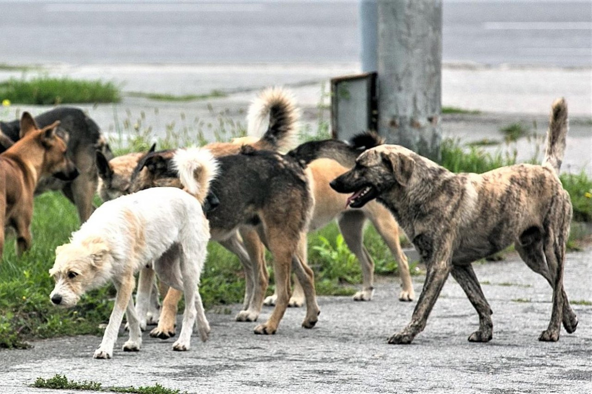Бродячие собаки. Фото: https://kryaradm.ru/